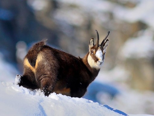 Caccia: Fauna alpina, scontro in Consiglio Valle: Viérin punta il dito sul lupo, AVS chiede più tutele Caccia: Fauna alpina, scontro in Consiglio Valle: Viérin punta il dito sul lupo, AVS chiede più tutele