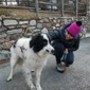Cane scomparso da Rosazza ritrovato dopo 3 mesi in Valle d'Aosta, l’incredibile storia di Bosco