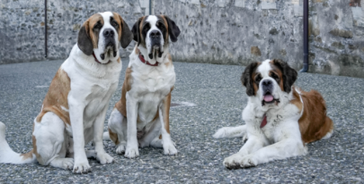 Bard: I cani San Bernardo di Barryland tornano al Forte per la giornata "Amici giganti"