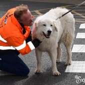 Comprare un cucciolo all'estero: come farselo spedire in Italia Comprare un cucciolo all'estero: come farselo spedire in Italia