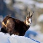 Caccia: Fauna alpina, scontro in Consiglio Valle: Viérin punta il dito sul lupo, AVS chiede più tutele Caccia: Fauna alpina, scontro in Consiglio Valle: Viérin punta il dito sul lupo, AVS chiede più tutele