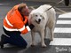 Comprare un cucciolo all'estero: come farselo spedire in Italia Comprare un cucciolo all'estero: come farselo spedire in Italia