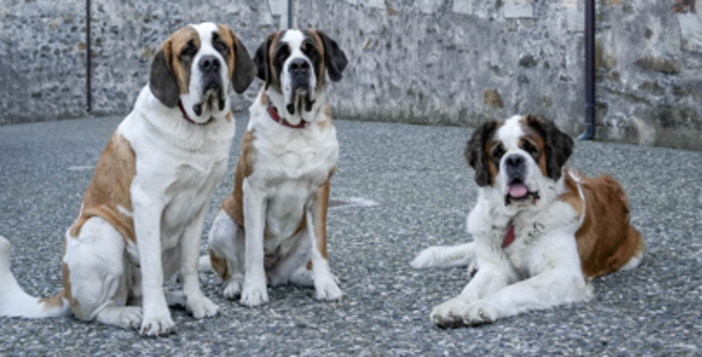 Bard: I cani San Bernardo di Barryland tornano al Forte per la giornata "Amici giganti" Bard: I cani San Bernardo di Barryland tornano al Forte per la giornata "Amici giganti"