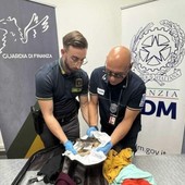 A Caselle sequestrata una testa di coccodrillo: passeggero denunciato A Caselle sequestrata una testa di coccodrillo: passeggero denunciato