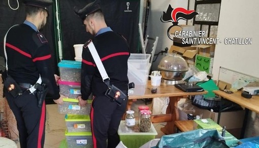 Cannabis OGM sequestrata a Nus: allarme per una mutazione mai vista prima in Valle d’Aosta