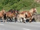 Cavalli lungo la Statale 26, traffico paralizzato alle porte di Aosta Cavalli lungo la Statale 26, traffico paralizzato alle porte di Aosta