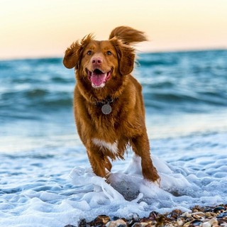 In partenza l'edizione 2025 del percorso formativo per giovani proprietari di cani