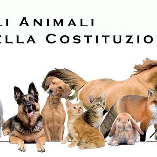 Abbandonare un animale non è solo un gesto crudele: è un costo che ricade su tutta la comunità Abbandonare un animale non è solo un gesto crudele: è un costo che ricade su tutta la comunità
