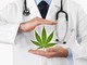 Cannabis in medicina: principi attivi e utilizzi
