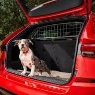 Cani in auto, occhio al bagagliaio: quando la legge dice sì...e quando no