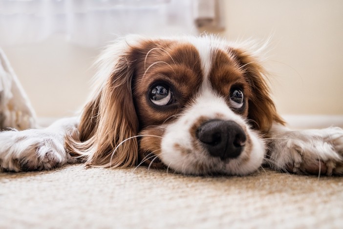 Adozione del cuore per il cagnolino Lucky a Vinovo