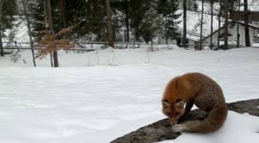 SANITÀ: Accertati 10 casi di cimurro in Valle d’Aosta