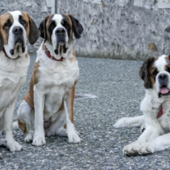 Bard: I cani San Bernardo di Barryland tornano al Forte per la giornata "Amici giganti"
