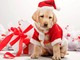 Regalare un cane a Natale: 4 motivi per non farlo ZampeFelici