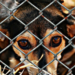 Caos e confusione: nessun documento spiega l'esclusione della legge sul benessere animale dal Programma di lavoro 2026