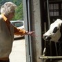 Mamma Ilda e la mucca Mamma Ilda e la mucca