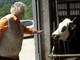 Mamma Ilda e la mucca Mamma Ilda e la mucca