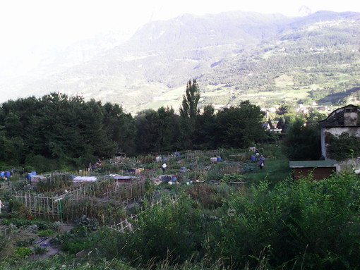 FURTI: Orti comunali sotto attacco FURTI: Orti comunali sotto attacco