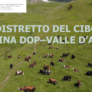 Fontina, il distretto come argine e rilancio: la scommessa valdostana sulla sua Dop più identitaria