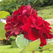 Buoni benzina per la mamma di Emma