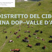 Fontina, il distretto come argine e rilancio: la scommessa valdostana sulla sua Dop più identitaria