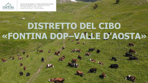 Fontina, il distretto come argine e rilancio: la scommessa valdostana sulla sua Dop più identitaria