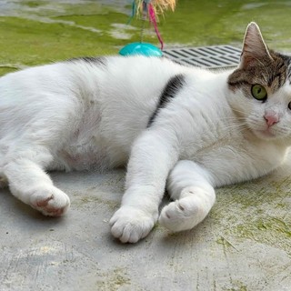 Cani e gatti in cerca di affetto