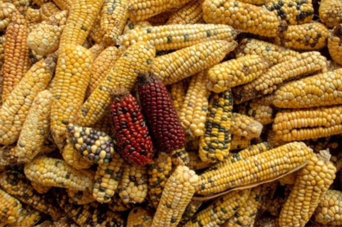 Servono controlli ed etichette anche per gli alimenti ottenuti con le nuove tecniche genomiche! Servono controlli ed etichette anche per gli alimenti ottenuti con le nuove tecniche genomiche!