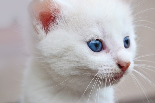 Giornata mondiale del gatto 2022, gatti bianchi a rischio estinzione
