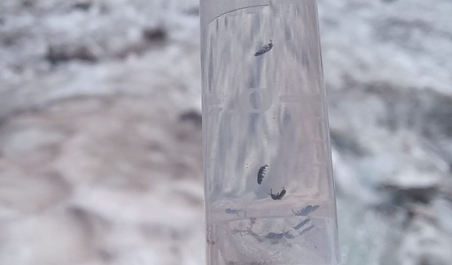 Le immagini realizzate dai professionisti CONAGAI durante i campionamenti accompagnano il comunicato e documentano l’impegno delle guide nella ricerca sul campo