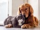 Peli, odori e divani sporchi: 3 trucchi per avere una casa pulita anche con cani e gatti Peli, odori e divani sporchi: 3 trucchi per avere una casa pulita anche con cani e gatti