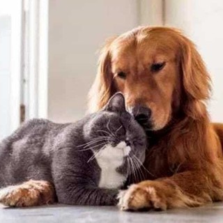 Peli, odori e divani sporchi: 3 trucchi per avere una casa pulita anche con cani e gatti