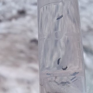 Le immagini realizzate dai professionisti CONAGAI durante i campionamenti accompagnano il comunicato e documentano l’impegno delle guide nella ricerca sul campo