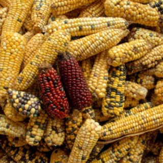 Servono controlli ed etichette anche per gli alimenti ottenuti con le nuove tecniche genomiche!