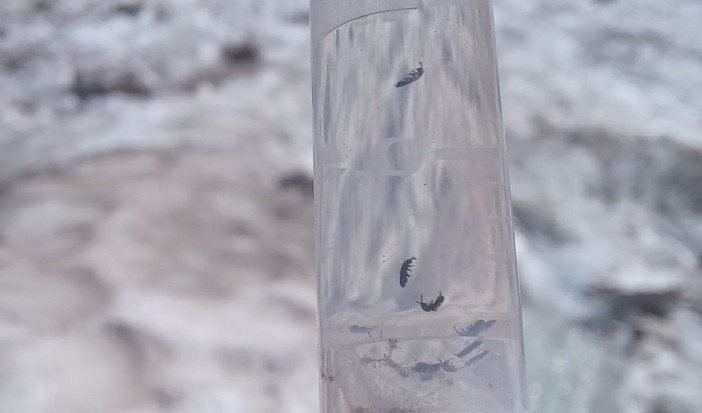 Le immagini realizzate dai professionisti CONAGAI durante i campionamenti accompagnano il comunicato e documentano l’impegno delle guide nella ricerca sul campo