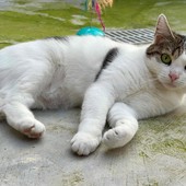 Cani e gatti in cerca di affetto