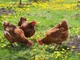 In Svezia non ci sono più galline allevate in gabbia
