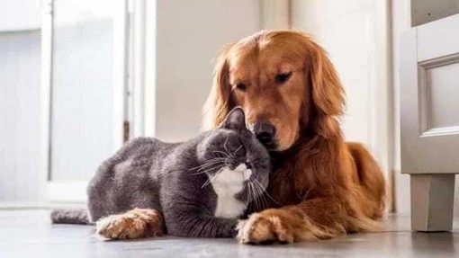 Peli, odori e divani sporchi: 3 trucchi per avere una casa pulita anche con cani e gatti Peli, odori e divani sporchi: 3 trucchi per avere una casa pulita anche con cani e gatti