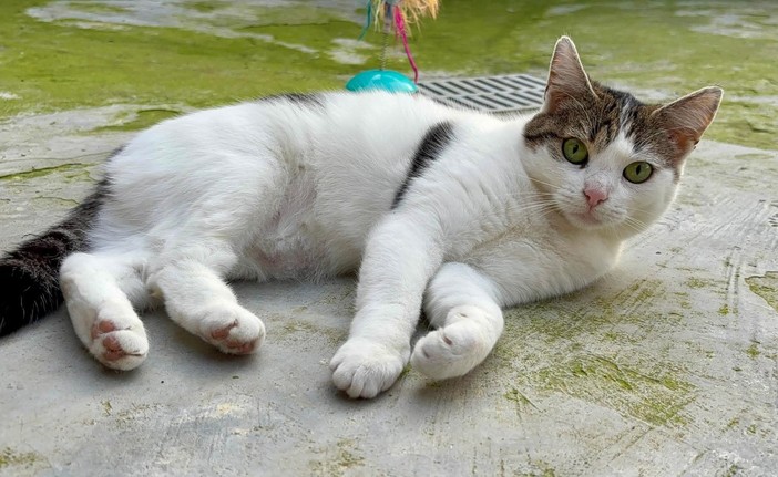 Cani e gatti in cerca di affetto