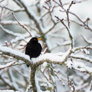 Tra merle, freddo e legno scolpito: gennaio, la Valle e i suoi riti antichi