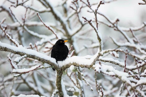 Tra merle, freddo e legno scolpito: gennaio, la Valle e i suoi riti antichi