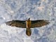 Un gipeto in volo sulla valle di Cogne (foto di Davide Glarey)