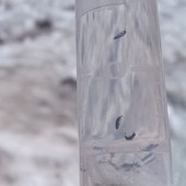 Le immagini realizzate dai professionisti CONAGAI durante i campionamenti accompagnano il comunicato e documentano l’impegno delle guide nella ricerca sul campo