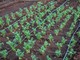 Irrigazione intelligente per orti e giardini di montagna: come gestire l'acqua in quota Irrigazione intelligente per orti e giardini di montagna: come gestire l'acqua in quota