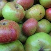 La mela Ravèntze guarda all'Europa: Saint-Marcel entra nel progetto CIDEREU La mela Ravèntze guarda all'Europa: Saint-Marcel entra nel progetto CIDEREU