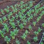 Irrigazione intelligente per orti e giardini di montagna: come gestire l'acqua in quota