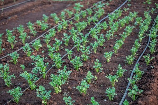 Irrigazione intelligente per orti e giardini di montagna: come gestire l'acqua in quota Irrigazione intelligente per orti e giardini di montagna: come gestire l'acqua in quota