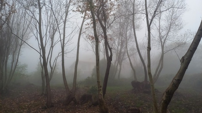 Suggestione (ph. M. Carlesso)