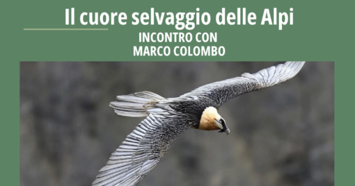 "Il cuore selvaggio delle Alpi", serata di fotografia naturalistica e divulgazione a Bard con Marco Colombo "Il cuore selvaggio delle Alpi", serata di fotografia naturalistica e divulgazione a Bard con Marco Colombo