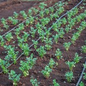 Irrigazione intelligente per orti e giardini di montagna: come gestire l'acqua in quota